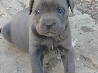 Cane Corso Puppy
