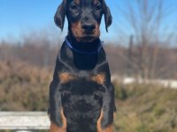 Estetikli ve estetiksiz safkan doberman yavrularımız