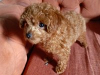 Teacup poodle