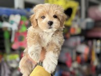 Petmode köpek çiftliğinden tea cup maltipoo yavrular