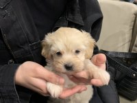 0 boy maltipoo
