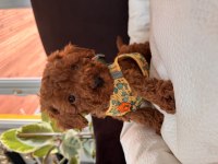Her aileye uygun toy poodle bebekler