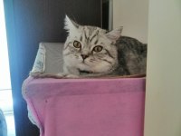 BRİTİSH SHORTHAİR KEDİMİ ÜCRETSİZ SAHİPLENDİRİYORUM