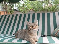 1 yaşında uysal british shorthair