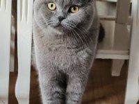 10 Aylık Erkek Scottish Fold