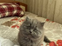 2 aylık british longhair