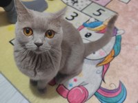 British shorthair ücretsiz