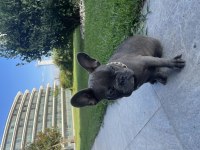 4.5 AYLIK FRENCH BULLDOG BLUE
