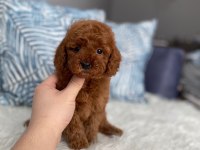 ORJİNAL RED BROWN TOY POODLE YAVRUM