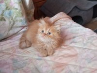 Golden british longhair erkek yavru