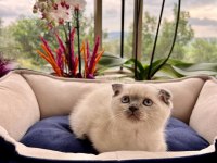 Oyuncu sağlıklı british longhair yavrularım teslime Hazır