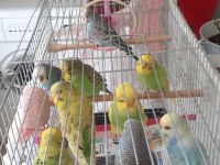 10 adet muhabbet kuşu