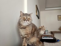 4 aylık british shorthair zorunlu sahiplendirme
