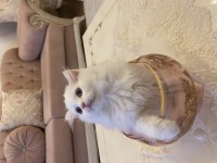 Scottish fold