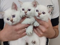 Süper üst düzey scottish fold yavrular
