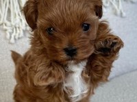0 Numara Maltipoo Yavrular