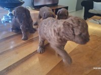 POODLE BEBEKLERİMİZ DİŞİ ERKEK