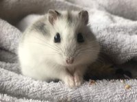 HAMSTER GONZALES YAVRULARIMIZ HERYERE GÖNDERİM VAR