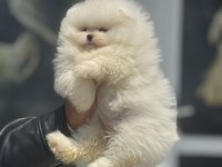 Petmode köpek çiftliğinden hazır 5 adet pomeranian 
