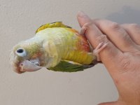 Konur Papağanı Bebeklerimiz