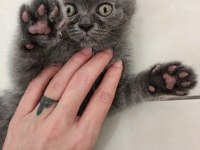 British Shorthair 50 Günlük