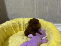Toy poodle orijinal ev ortamında