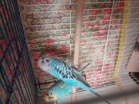 MUHABBET ÇİFT TAKIMDIR SAĞLIKLI SORUNSUZ 5 YUMURTASI VAR