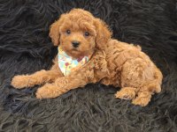 Red Toy Poodle Erkek