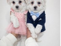 MALTESE KÖPEKLER MİNİ PUPPY