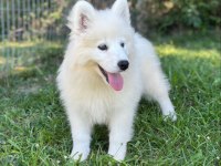 Irk Garantili Samoyed Yavruları