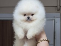 ÜST KALİTE TEACUP AYICIK YÜZ POMERANİAN BOO ERKEK