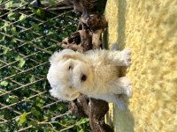 Kar Beyaz Harika Güzellikte Maltese Terrier Yavrular
