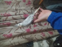 Bebek sultan papağanı