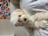 Köpeğimize Yeni yuva arıyoruz