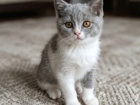 Muhteşem Renk British Shorthair Bicolor Dişi Yavrular