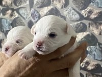 Yavru Maltese Terrier