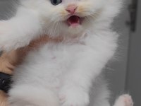 British longhair kedisi