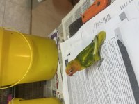 MUTASYON RENK GÜZELİ CENNET PAPAĞANI