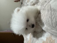 3 beyaz pomeranian boo 2 maskeli