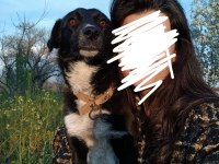 Rus finosu dişi köpeğimiz