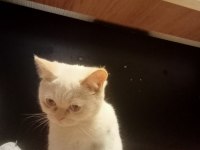 british red point