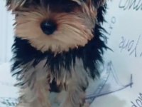 Yorkshire Terrier Yavrumuz
