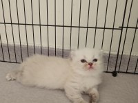 Scottish fold ve scottish straight yavrularım
