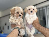 Wc eğitimli kore maltipoo yavrularımız