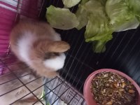 Hollanda Lop Tavşanı 1 Aylık