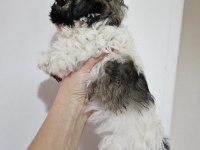 Erkek ve dişi yavru köpeğimiz
