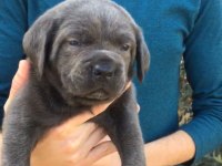 DEV ANNE BABADAN ÜST KALİTE CANE CORSO YAVRULAR