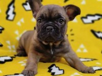 FRENCH BULLDOG YAVRULARI