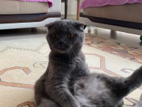 1 yaşında scottish fold