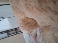 7 aylık maltipoo yavru